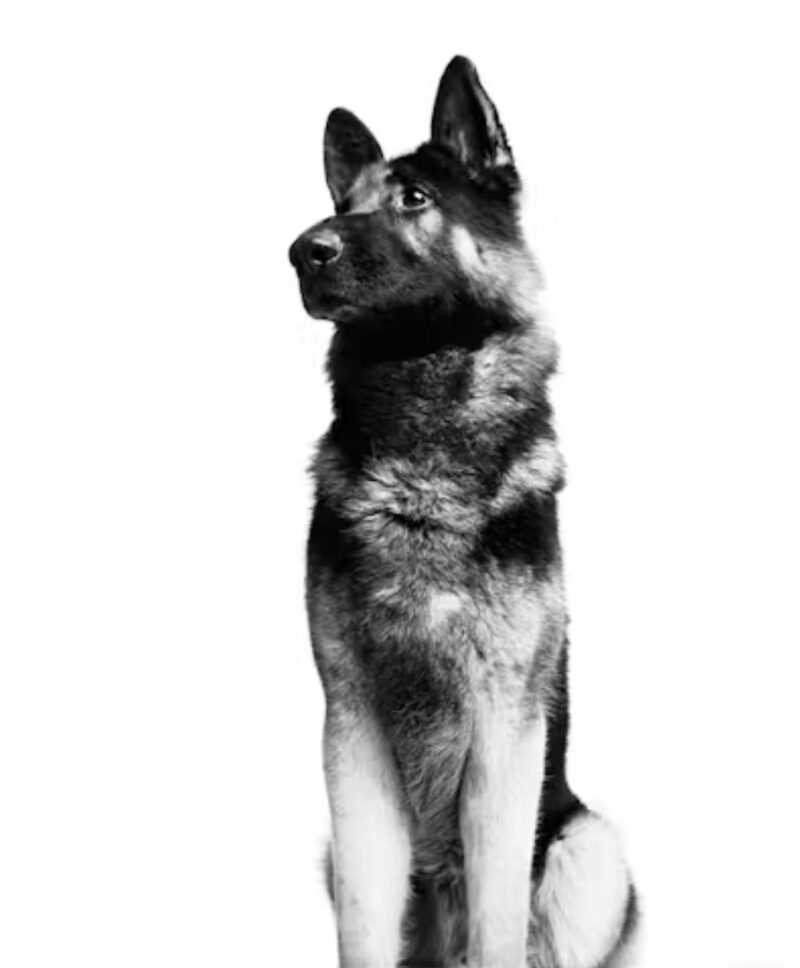 ROYAL CANIN® Maxi Adulto - Image 3