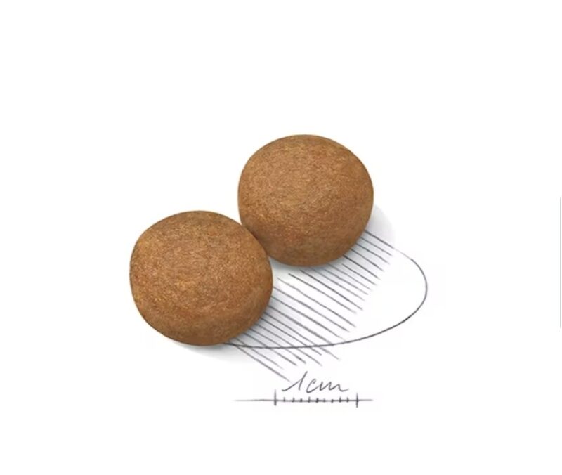 ROYAL CANIN® Maxi Adulto - Image 2