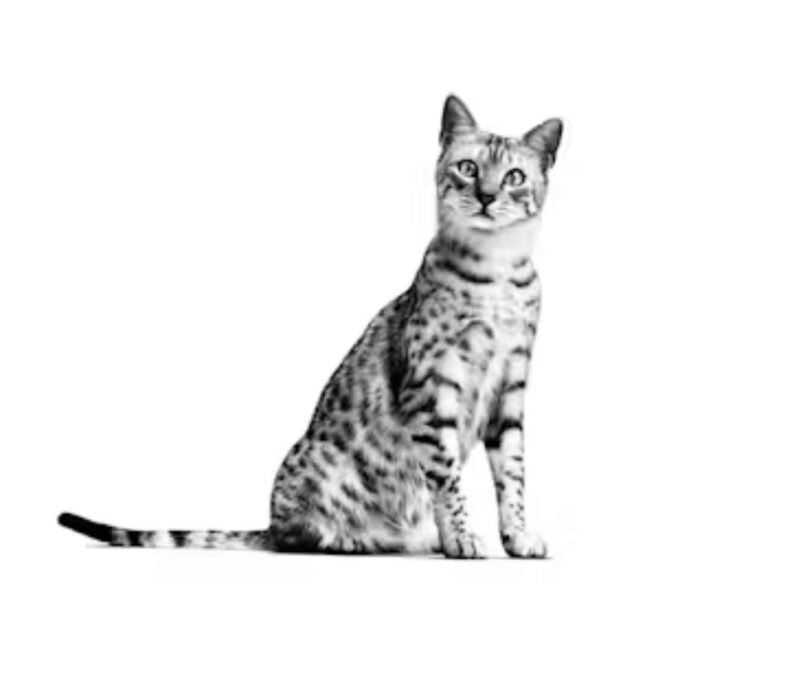 ROYAL CANIN® Indoor Cat Adult 15 lbs - Image 2
