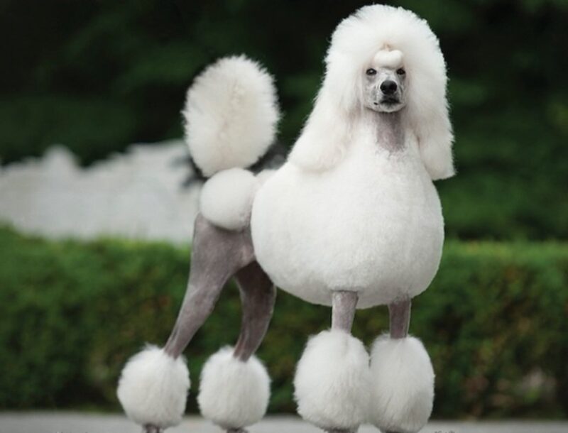 ROYAL CANIN® Poodle Adulto 10 lbs - Image 2