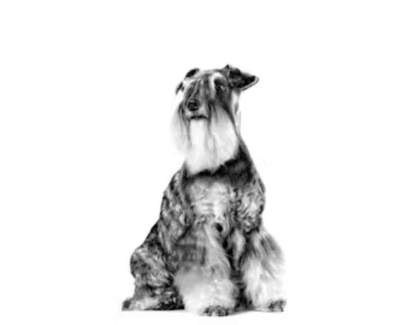 ROYAL CANIN® Miniature Schnauzer Adult 10 lbs - Image 2