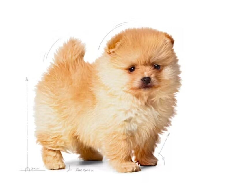 ROYAL CANIN® Small Indoor Puppy 2.5 lbs - Image 2