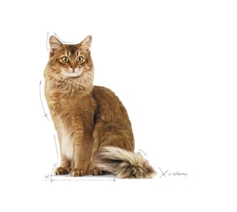 ROYAL CANIN® Weight Care Adult Cat Food 3 lbs - Image 2