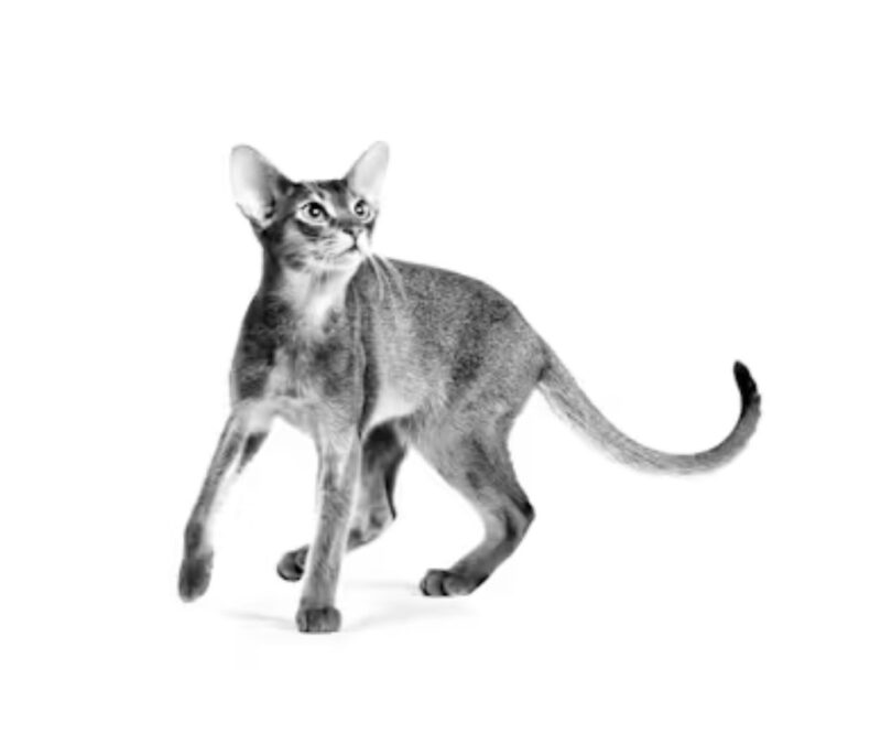 ROYAL CANIN® Cat Savor Selective - Image 3