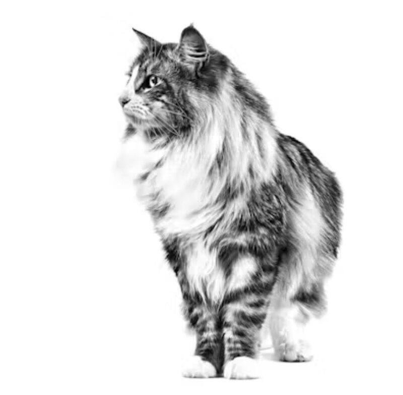 ROYAL CANIN® Cat Fit and Active 3 lbs - Image 2
