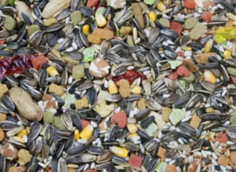 Higgins Vita Seed PARROT 5 LBS - Image 2